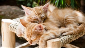 Controvertido estudio establece una relación entre tener gatos como mascota y riesgo de padecer esquizofrenia