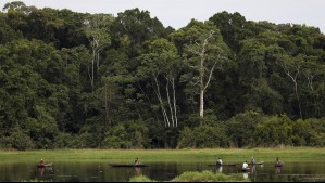 Deforestación en Amazonía brasileña registra mínimo histórico en noviembre