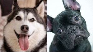 Requieren más atención de lo que piensas: 4 razas de perros que son altamente demandantes