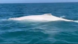 Avistan cerca de la costa de Valdivia a una ballena jorobada albina: Investigadores siguen su migración