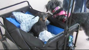 'Es la guagua': La historia del perrito parapléjico que se robó las miradas al acompañar a su dueña a votar