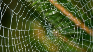 ¿No sabes cómo reconocerlas? Así puedes diferenciar a una araña tigre de una de rincón