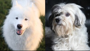 Son muy exclusivos: Estas son 5 de las razas de perros más caras del mundo