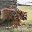 ¿Sueles limpiar la orina de tu perro aplicando cloro? Quizás es mejor que dejes de hacerlo por los peligros que eso puede implicar para todos quienes estén en nuestro hogar. Revisa todos los detalles en la siguiente nota.