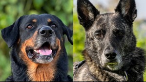 Te harán sentir seguro: Estas son 6 razas de perros consideradas como los mejores guardianes