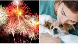 Para evitar que sufran: Así puedes cuidar a tus mascotas durante los fuegos artificiales de Año Nuevo