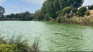 Laguna en Concepción cambió de color: Llaman a no tener contacto con el agua por alta concentración de bacteria tóxica
