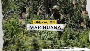 Operación marihuana: Aumentan decomisos de plantaciones de cannabis en zonas precordilleranas