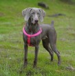 ¿Estás pensando en tener un perro que sirva de compañía en el hogar y que pueda jugar con los más pequeños de la casa? Pon atención, porque hay ciertas razas que sería mejor evitar si tenemos niños.