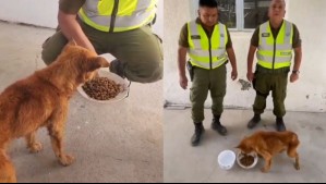 Rescatan a perro encerrado sin comida ni agua en Camiña: Dueño fue detenido por Carabineros