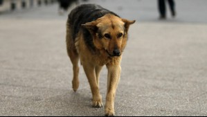 Municipalidad de San Pedro de Atacama exige eutanasia masiva para 4.500 perros callejeros de la comuna