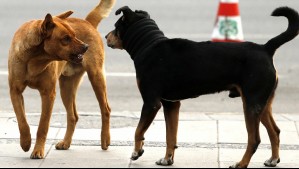 'No tenemos competencia': Seremi de Salud por petición de Municipalidad de San Pedro de eutanasiar perros asilvestrados