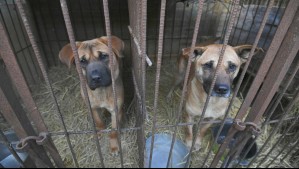 Corea del Sur prohíbe la venta de perros para el consumo de su carne