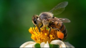 Tras muerte de hombre por picadura de abeja en región del Maule: ¿Cómo saber si soy alérgico?