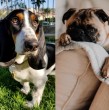 Conoce cuáles son las recomendaciones de los expertos sobre el sitio en que deberían vivir los perros en un hogar. Algunos aseguran que es mejor tenerlos dentro de la casa y otros en el exterior.