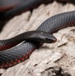 Una mujer de Australia se llevó el susto de su vida cuando iba a buscar un vaso de agua, pero encontró a una serpiente saliendo por el dispensador de su refrigerador. Conoce detalles en la siguiente nota.