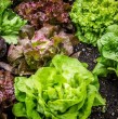 Conoce en este artículo cuáles son los efectos en tu cuerpo de comer lechuga que tiene partes que cambiaron de color producto de la oxidación o que se pusieron viscosas.