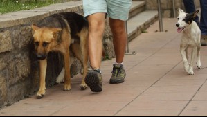 ¿Eutanasia o esterilización? Expertos debaten sobre destino de perros callejeros tras ataques a personas