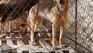 Terminó con lesiones de mediana gravedad: Adulta mayor fue atacada por sus propios perros en La Calera