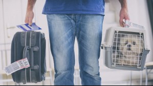Vacaciones con mascotas: Estos son los requisitos para viajar al extranjero con animales