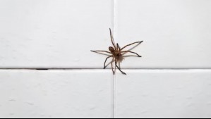 ¿Por qué a las arañas de rincón les gusta estar en nuestras casas? Esto dicen los expertos
