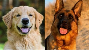 Serán tus fieles compañeros: Estas son las razas de perros más leales