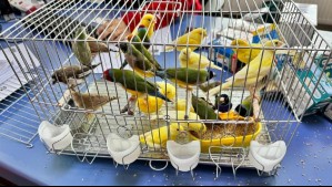 Aduana de Punta Arenas incautó 24 pájaros escondidos en cajas de ampolletas