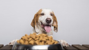 Tenencia responsable: ¿Cómo alimentar a los perros en verano?