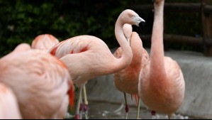 Acceso liberado al Zoológico Metropolitano: Así puedes obtener entradas gratis