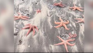 Reportan varazón de estrellas de mar en playa de la región de O'Higgins