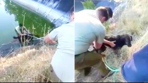 Video muestra heroico rescate de dos perritos atrapados en un tranque de agua