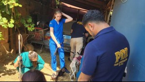 Detectan maltrato animal en Villa Alemana: Mantenían a 5 perritos en crítico estado de desnutrición