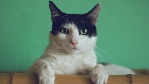 Polémico estudio establece una relación entre tener gatos como mascotas y el riesgo de padecer esquizofrenia