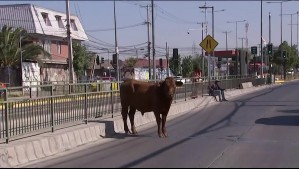 Rescatan a vaca que estaba causando problemas de tránsito en las calles de Estación Central