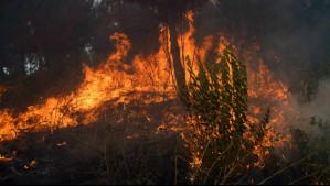 Incendio en Galvarino avanza a zonas pobladas: Senapred solicitó evacuación de sector urbano