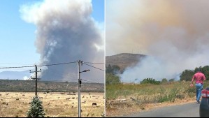 Incendio forestal de rápido avance en Papudo: Ya van 20 hectáreas consumidas por el fuego