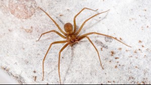 ¿Debemos matar a las arañas de rincón? Revisa los cuidados y recomendaciones de un especialista