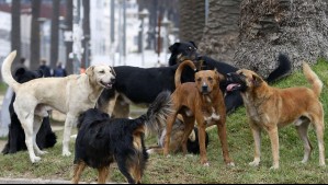 Corte rechaza eutanasia masiva de perros abandonados en San Pedro de Atacama
