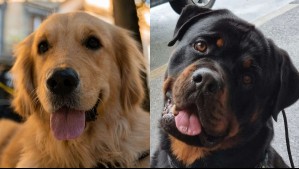 Siempre a tu lado: Estas son algunas de las razas de perros más leales del mundo