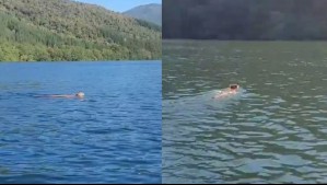 Captan a puma nadando en río en el sur de Chile: 'No lo puedo creer'