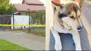 Se escondió en la cama junto a su perrito durante asalto en Ñuñoa: 'Lo único que pedía era que no lo atacaran'