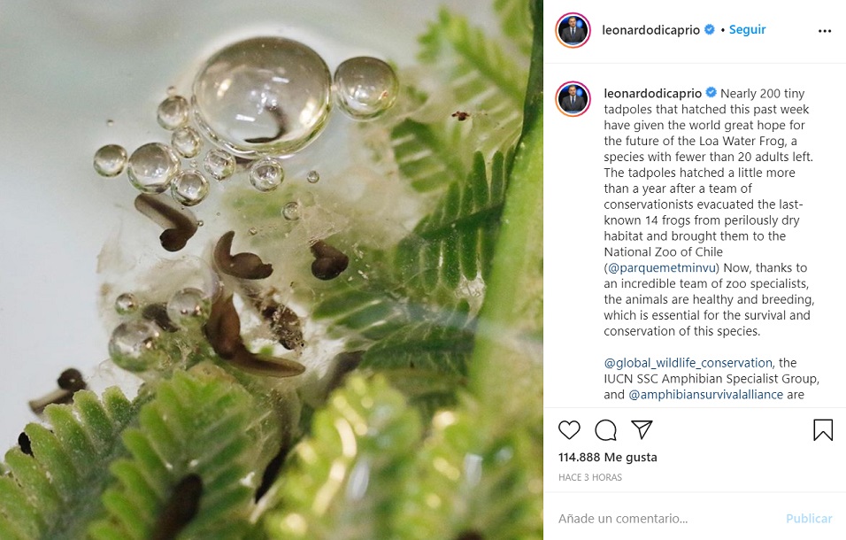 Publicación en Instagram de DiCaprio, felicitando a Chile por el nacimiento de ranitas del Loa.