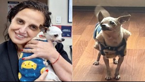 PDI recupera a perrito chihuahua robado hace cinco años en Santiago