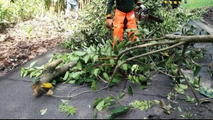 Corte de Apelaciones rechaza recurso de protección por presunta poda de árboles fuera de temporada en Concepción
