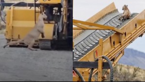 Tierno momento en Torres del Paine: Video muestra a puma llevándose a su cachorro desde una zona de construcción