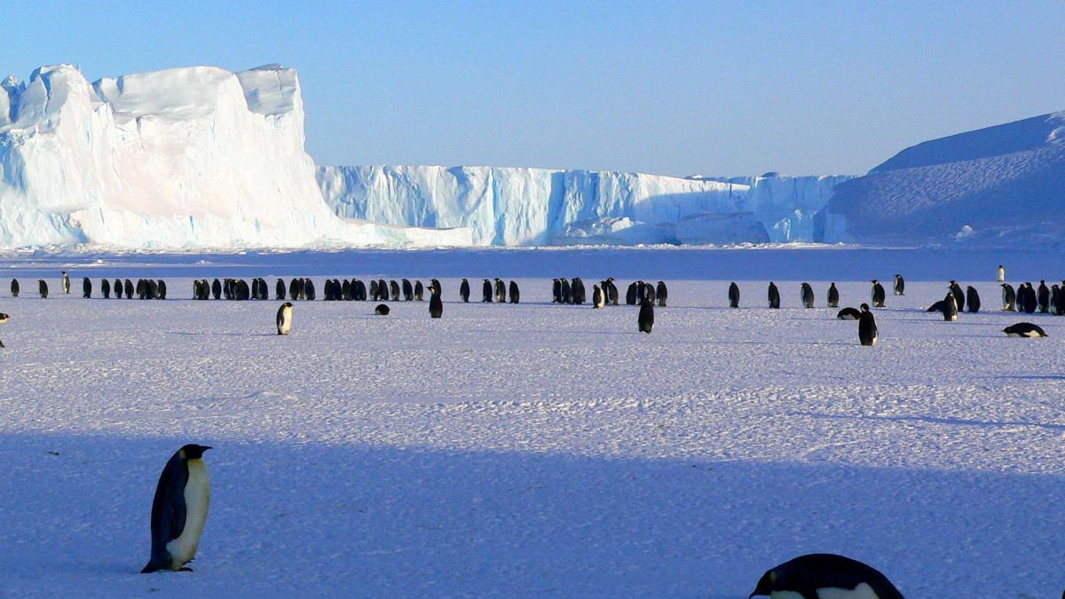 Researchers discover bird flu in Antarctica for first time