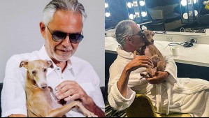 Ginebra, el tierno perro guía de Andrea Bocelli que lo acompañó previo a su show en el Festival de Viña