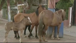 Cuatro caballos estuvieron sueltos por las calles de Recoleta: Hubo temor de un accidente