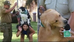 Algunos recién partieron su adiestramiento: Así es como funciona el escuadrón canino de Carabineros
