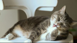 Omega-3 para mascotas: ¿Cuáles son sus beneficios y cómo integrarlo en dietas?